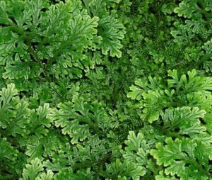 Daun Paku Rane